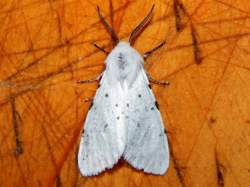 Spilosoma lubricipedum o urticae?...  Hyphantria cunea !